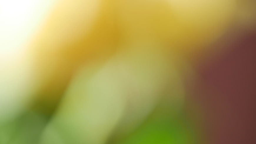 Abstract Soft Focus Bokeh Background with Yellow and Green Hues