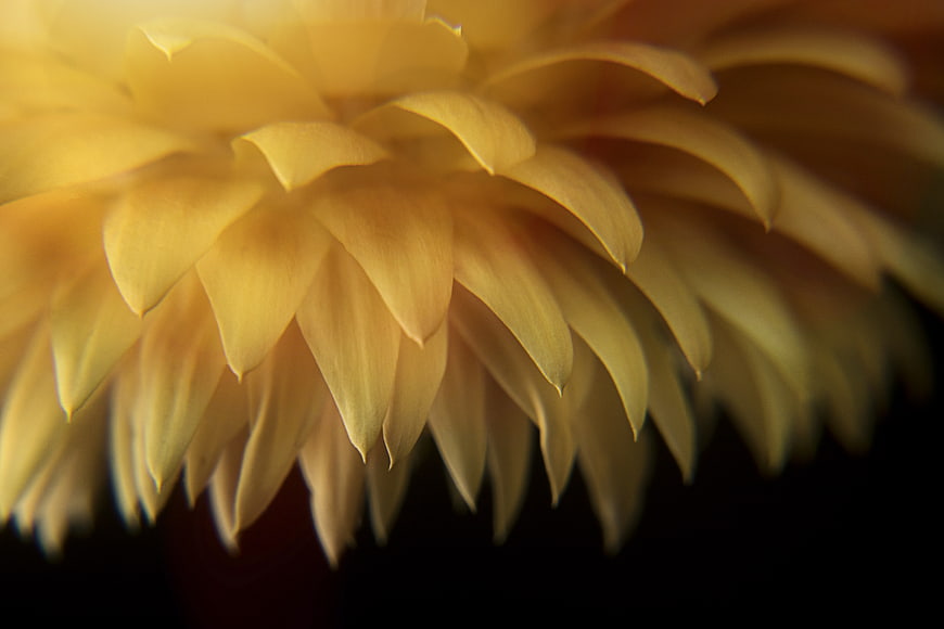 Macro Close-Up of Yellow Strawflower Petals on Dark Background