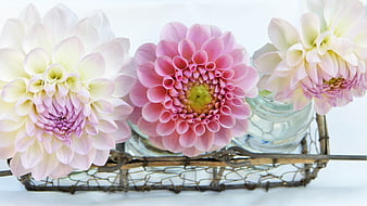 Pink and White Dahlias in Rustic Wire Basket