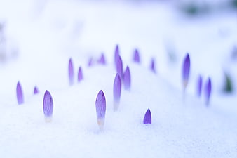 Purple Crocus Flowers Emerging from Snow in Early Spring