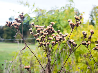 Dried Wildflowers in Autumn Field