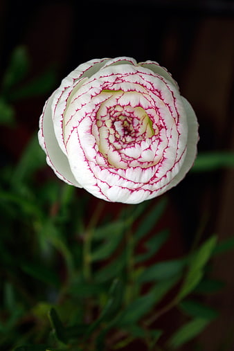 Close-up of white ranunculus flower with pink edges
