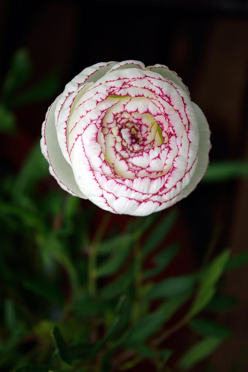 Close-up of white ranunculus flower with pink edges