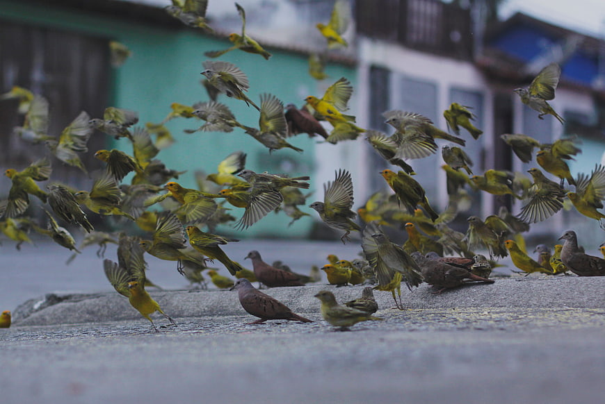 Flock of yellow canaries and doves taking flight on street