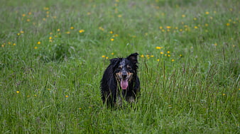Wet black and tan dog panting in green meadow