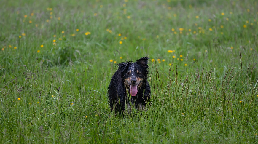 Wet black and tan dog panting in green meadow