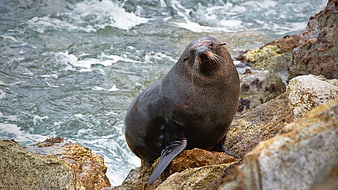Sea Lion Resting on Rocky Coastline with Ocean Waves