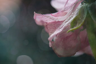 Close-up of pink flower petals with raindrops and bokeh background