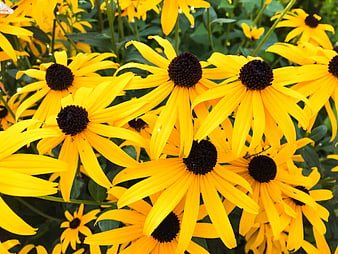 Vibrant Yellow Black-Eyed Susans in Full Bloom