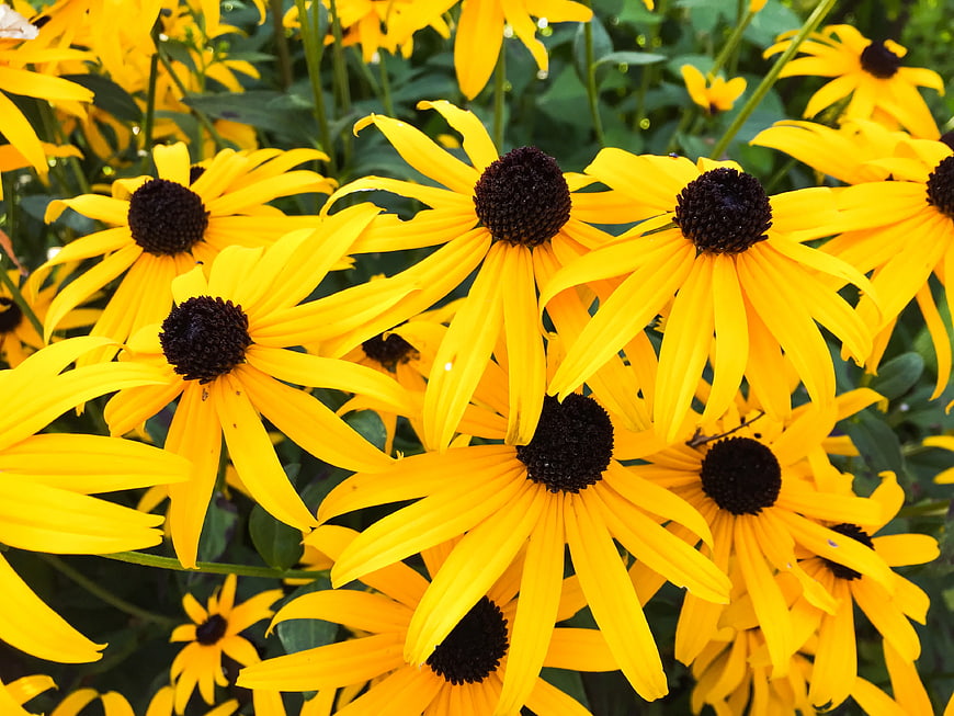 Vibrant Yellow Black-Eyed Susans in Full Bloom