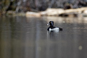 Tufted Duck Swimming in Calm Water with Reflection