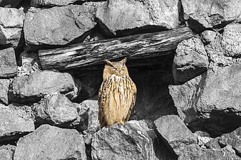 Short-eared Owl Perched on Rocky Stone Wall