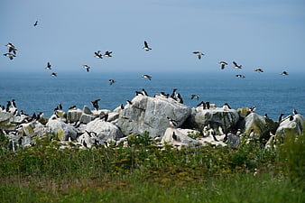 Atlantic Puffins Flying and Resting on Rocky Coastal Cliffs