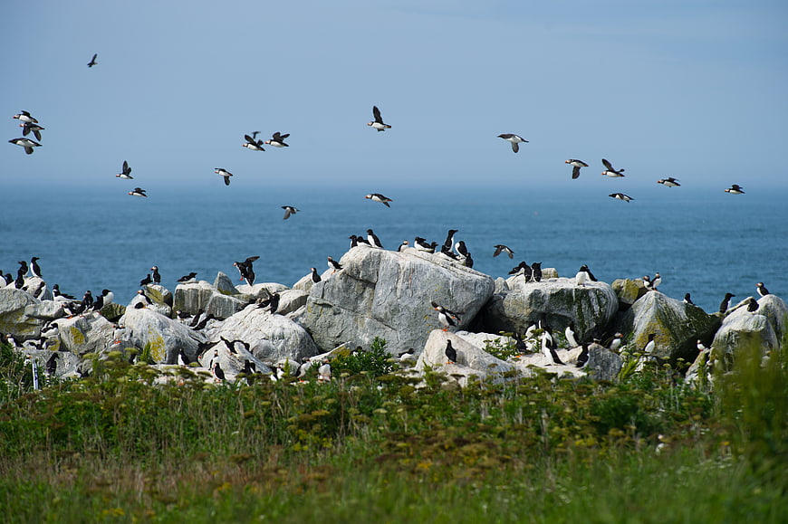 Atlantic Puffins Flying and Resting on Rocky Coastal Cliffs