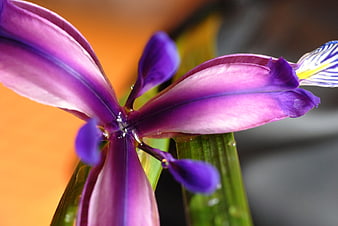 Close-up of vibrant purple iris flower with water droplets