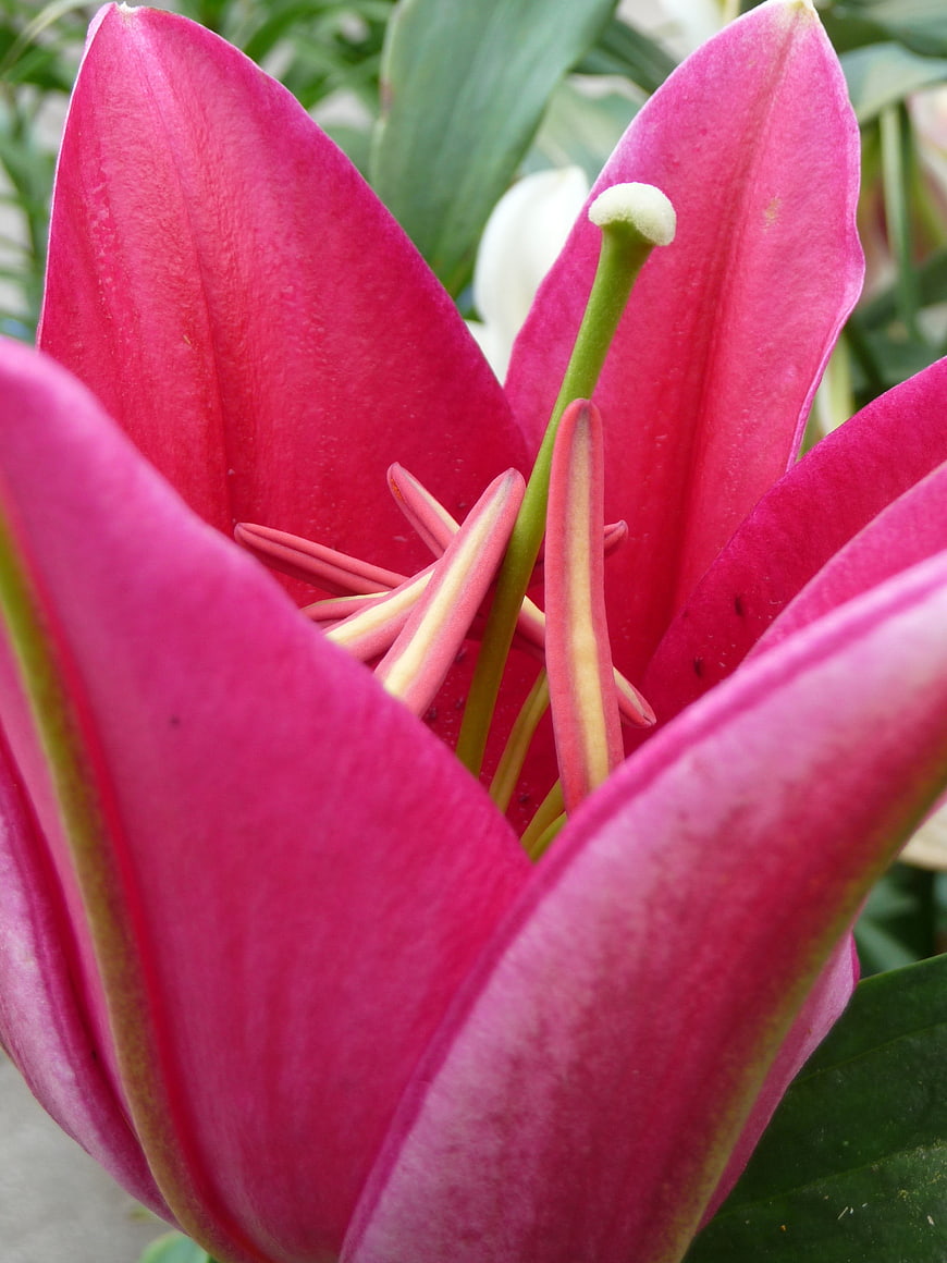 Close-up of vibrant pink lily flower with stamens