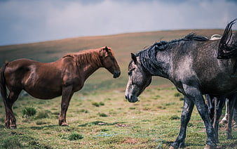 Two Horses Standing in a Grassy Highland Meadow