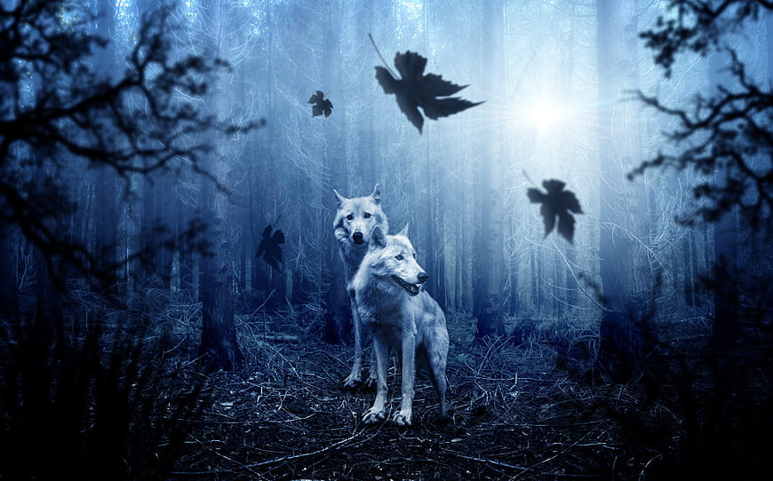 Two white wolves in a mystical blue forest with falling leaves