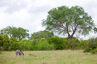 Zebra Grazing in African Savanna Landscape