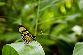 Yellow and black butterfly resting on a green leaf