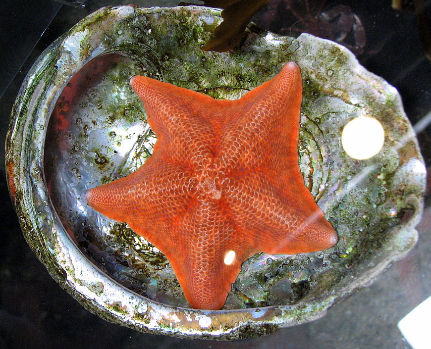 Red Starfish Resting Inside an Abalone Shell