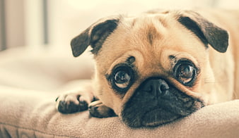 Sad Fawn Pug Dog Resting on Couch