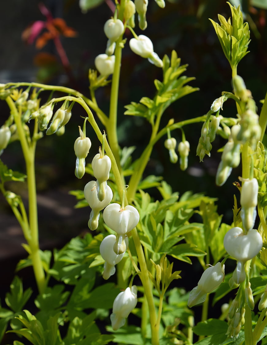 White Bleeding Heart Flowers in Spring Garden