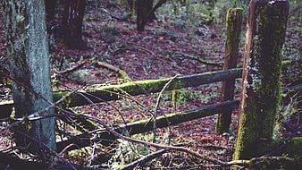 Mossy wooden fence in a dense forest with fallen leaves