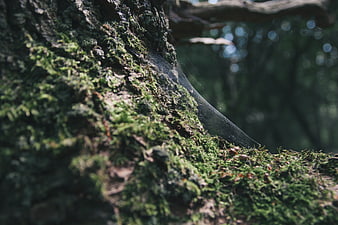Close-up of mossy tree bark with spider web in forest