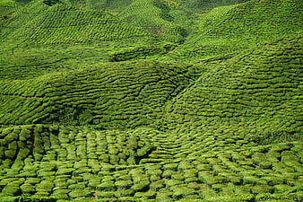 Lush Green Tea Plantation on Rolling Hills