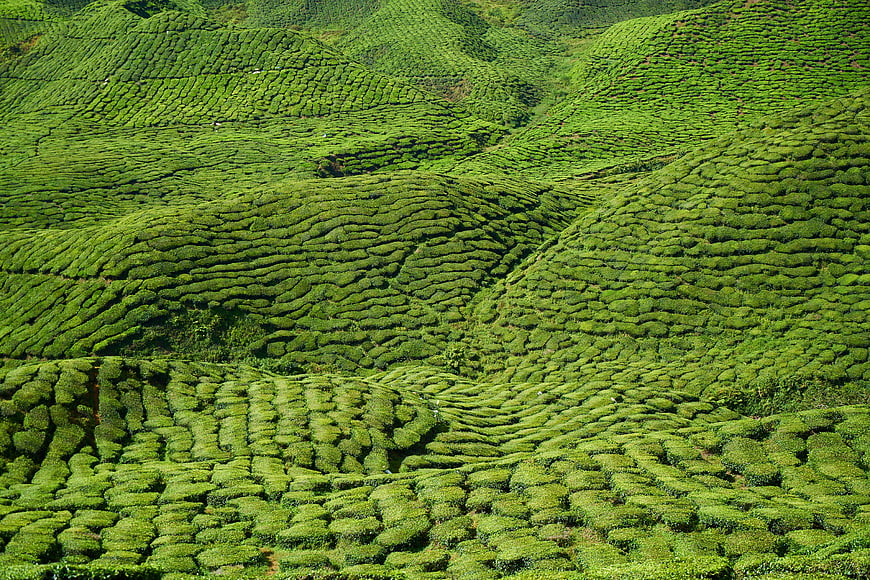 Lush Green Tea Plantation on Rolling Hills