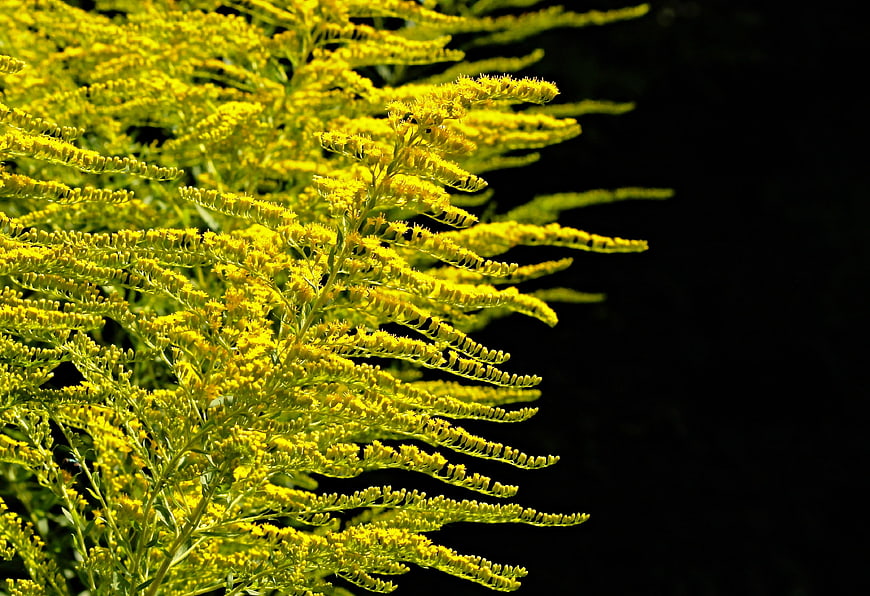 Vibrant Yellow Goldenrod Flowers Against Dark Background