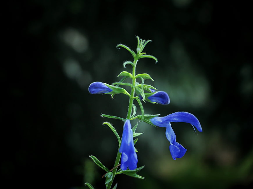 Blue Salvia Flower Close-Up on Dark Background