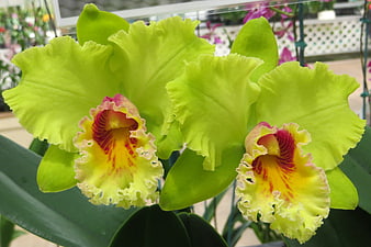 Vibrant Green Cattleya Orchids with Ruffled Petals
