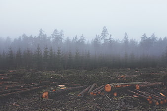 Foggy deforested landscape with cut logs and pine trees