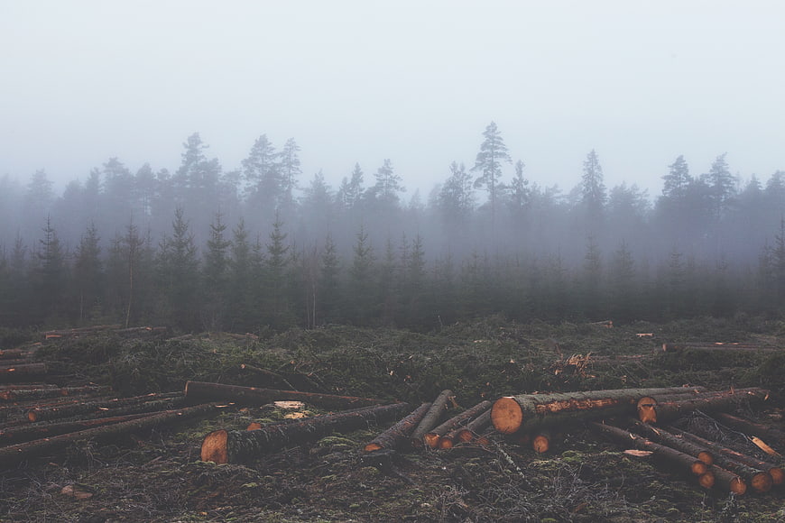Foggy deforested landscape with cut logs and pine trees