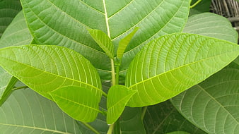 Close-up of vibrant green leaves with detailed veins