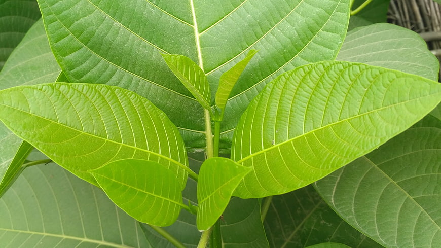 Close-up of vibrant green leaves with detailed veins