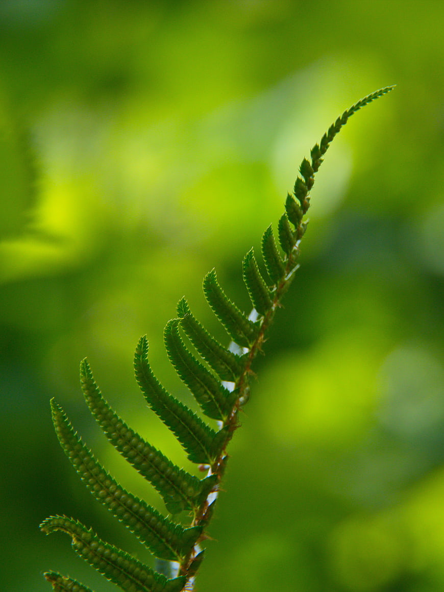 Close-up of a vibrant green fern frond against a blurred forest background