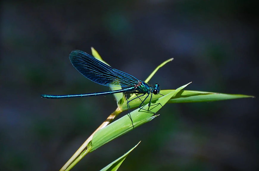 Metallic Blue Damselfly on Green Grass Blade