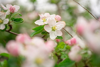 Close-up of delicate white and pink apple blossoms in spring
