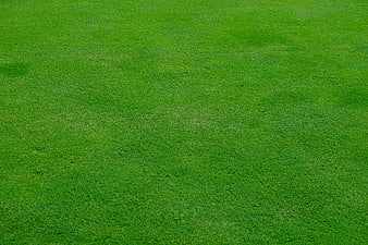 Vibrant Green Grass Lawn Texture Background