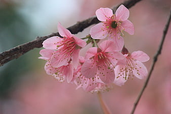 Close-up of delicate pink cherry blossoms on a branch