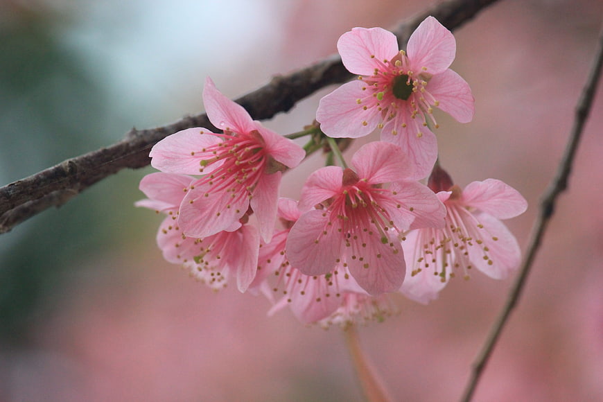 Close-up of delicate pink cherry blossoms on a branch