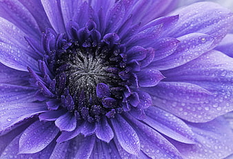 Macro Close-Up of Purple Anemone Flower with Water Droplets