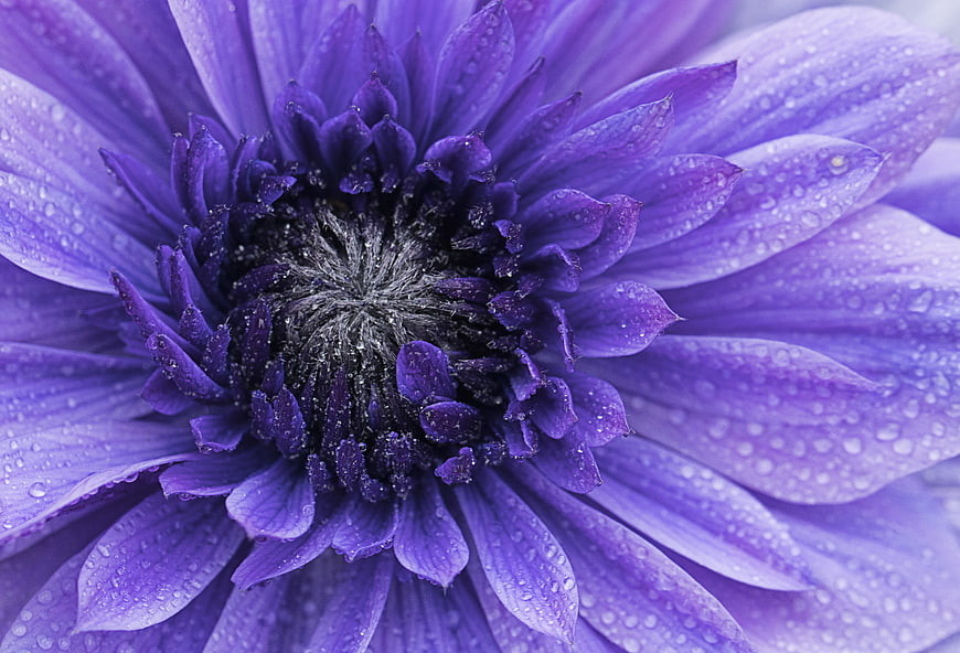 Macro Close-Up of Purple Anemone Flower with Water Droplets