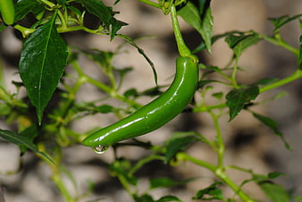 Fresh Green Chili Pepper with Water Droplet on Plant