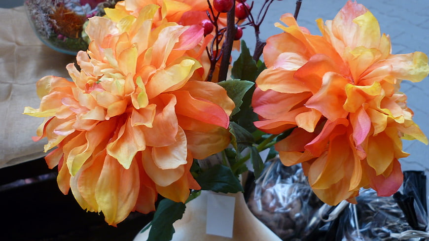 Vibrant Orange and Yellow Dahlia Flowers in a Vase