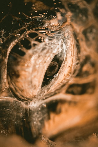 Close-up of Sea Turtle Eye with Sand and Bubbles
