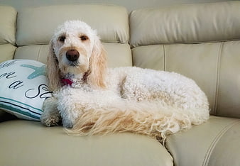 Cute White Golden Doodle Dog Lying On Beige Sofa
